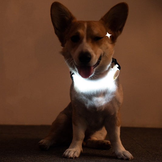 LED safety strap green — night visibility glow strap Canada