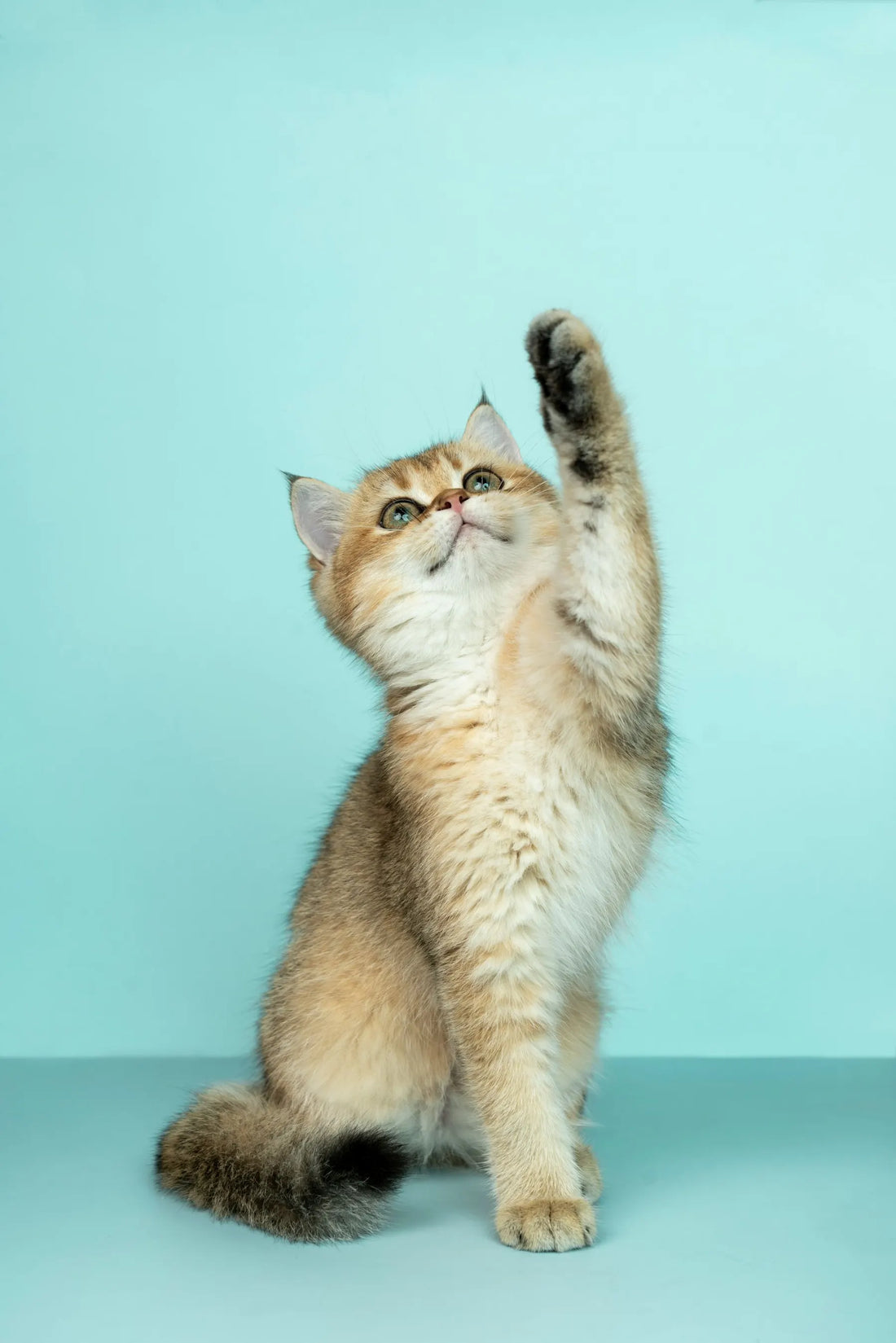 How to Stop a Cat From Scratching the Couch (What Actually Works)