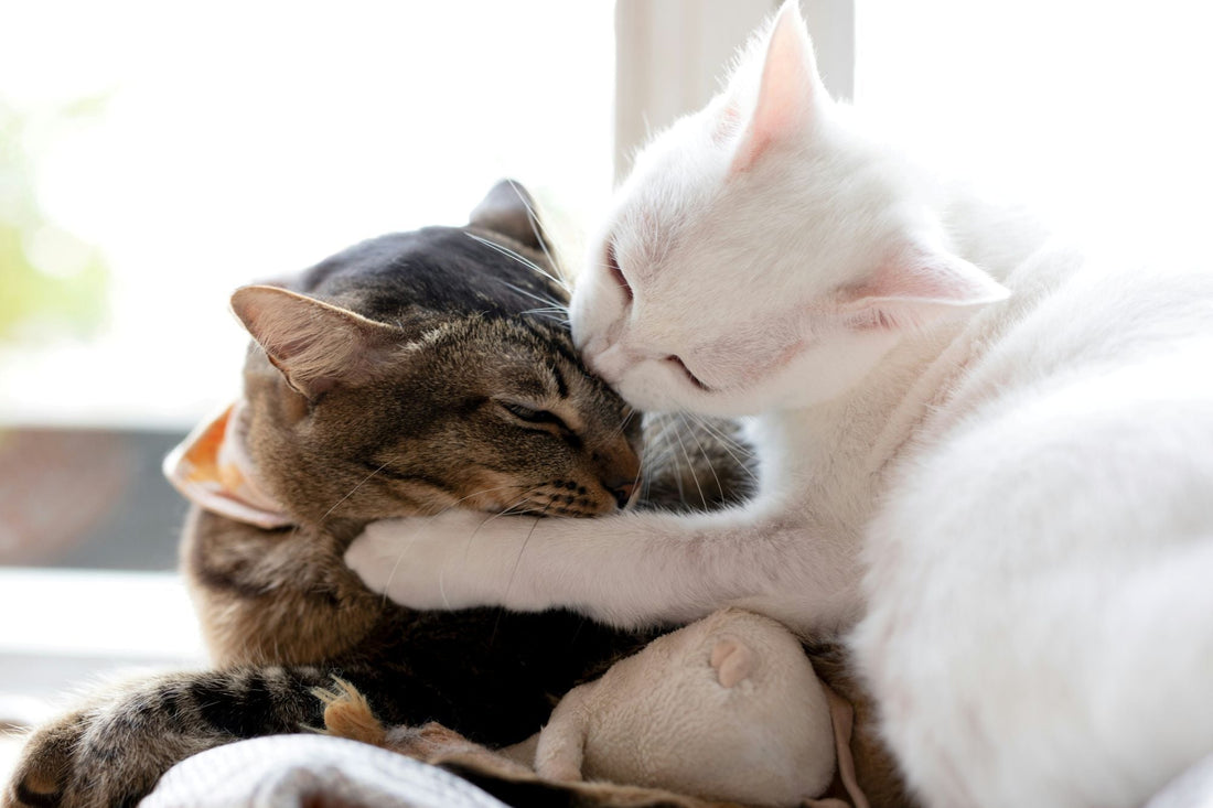 How to Keep Your Indoor Cat Happy: A Canadian Cat Parent's Guide (2026)