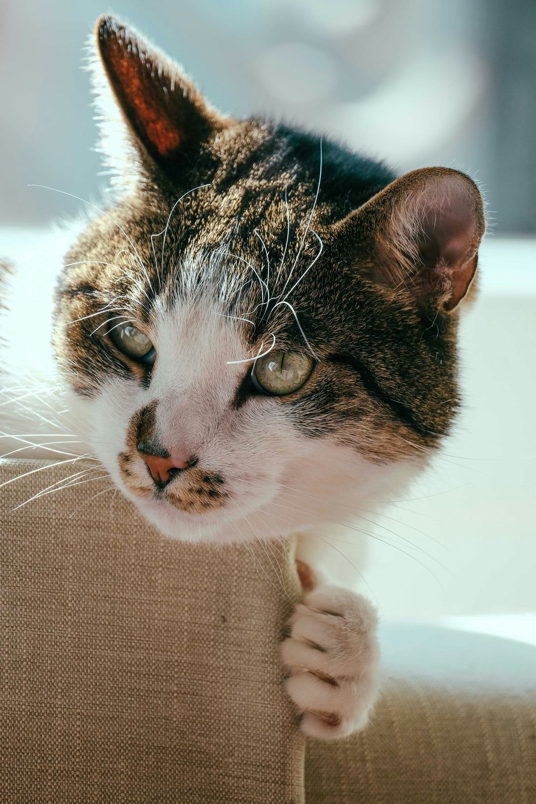 How to Keep an Indoor Cat Happy: 6 Simple Fixes