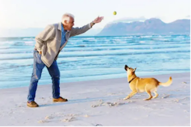 Dog outdoors in summer — Snapify Canada Summer collection