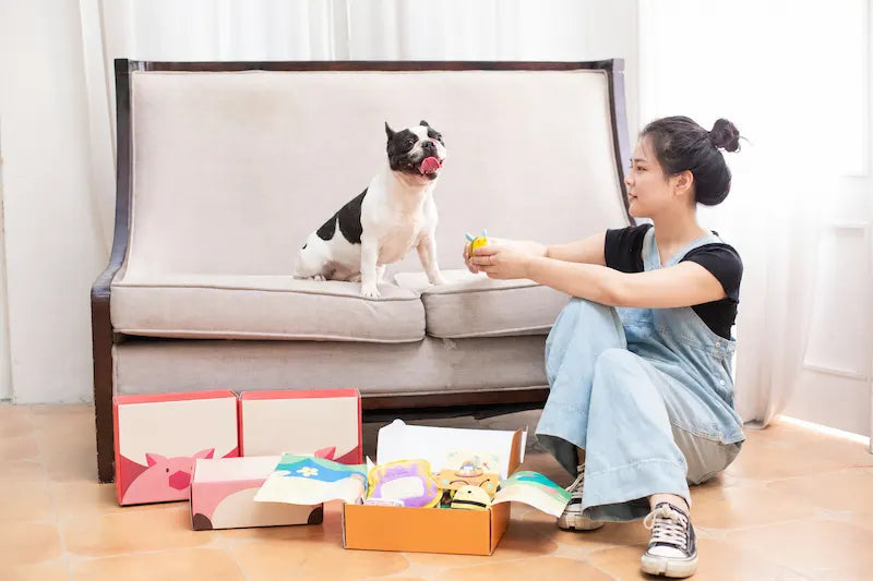 Dog and cat together — Snapify Canada Bundles collection