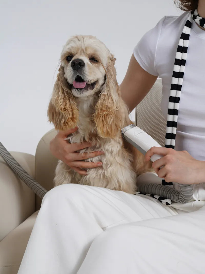 Dog grooming scene — Snapify Canada Grooming collection