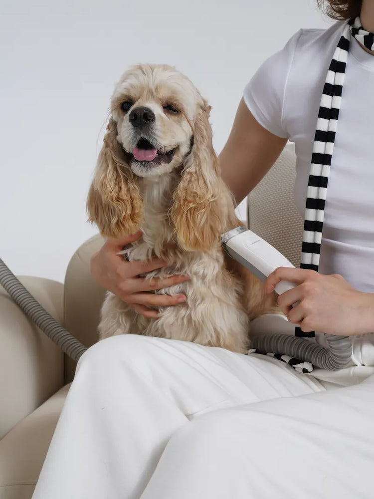 Dog grooming scene — Snapify Canada Grooming collection