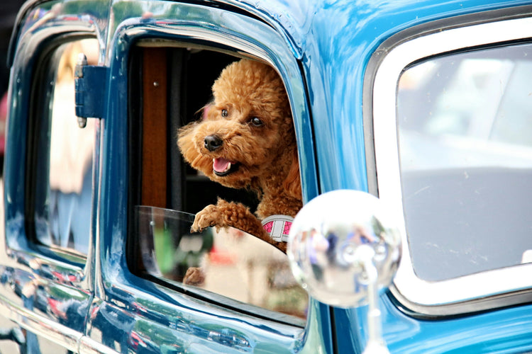 Dog adventure travel — Snapify Canada Travel & Gear collection