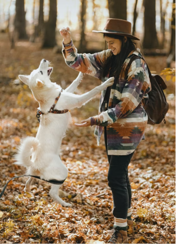 Happy dog on walk — Snapify Canada Best Sellers collection