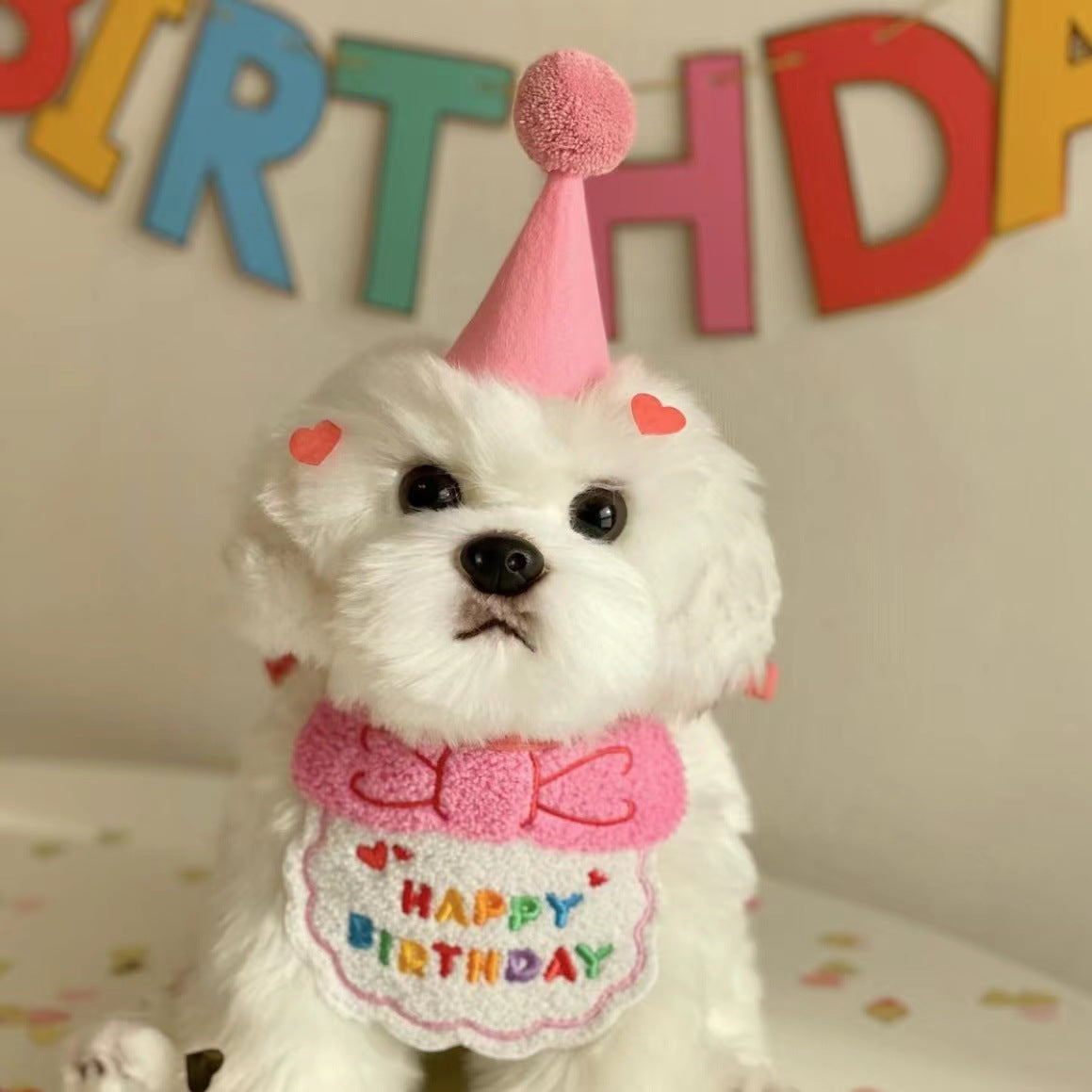 Pet birthday bib close-up — soft knit material adjustable Canada