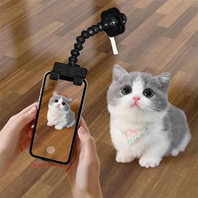 Cat looking at camera treat clip pet photography Canada