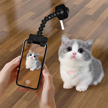 Cat looking at camera treat clip pet photography Canada