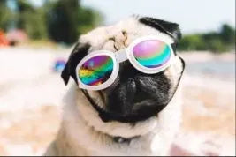 Pet Sunglasses — The Look That Stops Scrolling