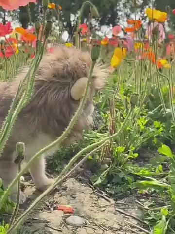 Cat Lion Mane Costume — Because Every Cat Deserves a Crown