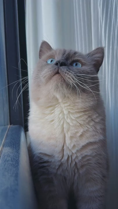 shopgracias-app-videos